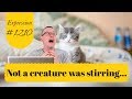 Learn English: Daily Easy English 1210: Not a creature was stirring