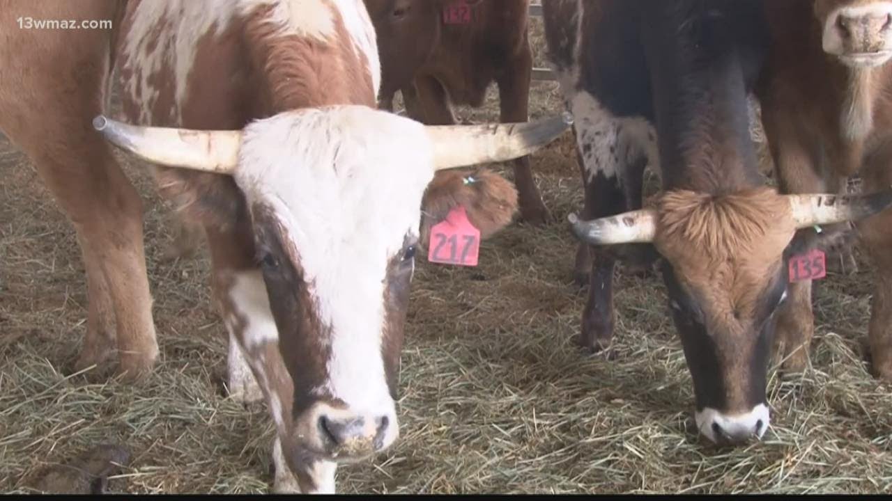 Georgia National Rodeo continues in Perry - YouTube