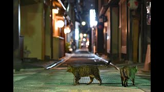 京都の歓楽街・先斗町も閑散　人通りのない街を横切る猫