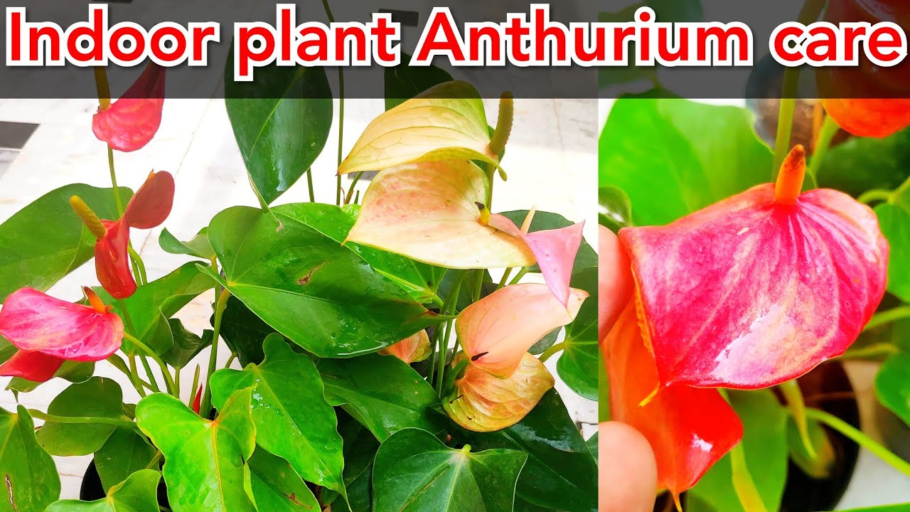 Anthurium plant care, ऐसे करें Air purifier Indoor Anthurium के पौधे की