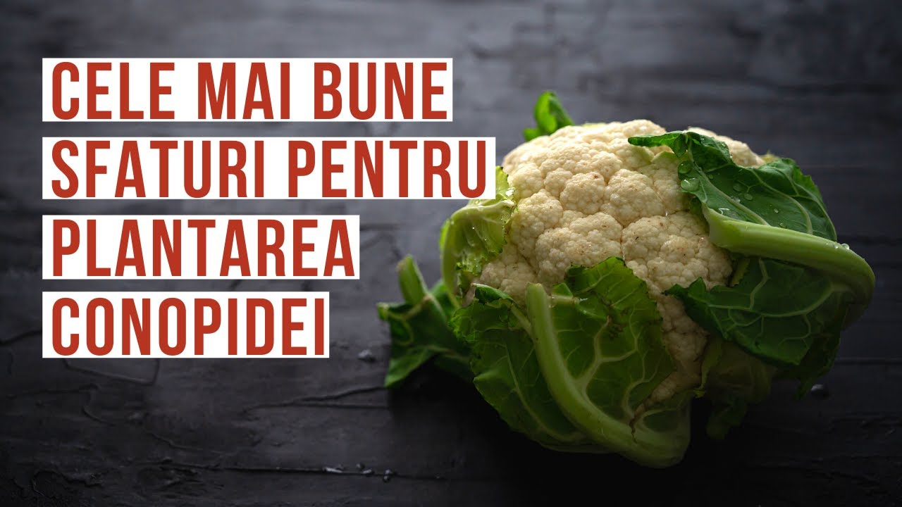 Conopida prefera solurile nisipoase | VIATA IN GRADINA