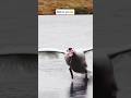 Funny Animal Fails & Reactions Compilation #cat #dog #pets #animals #usashorts #usa #birds