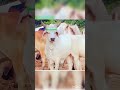 #cow #kankrejcow #kankrejcowbreed #duet #love #cowbreed #answer #youtubeshorts #kankrejcow_video