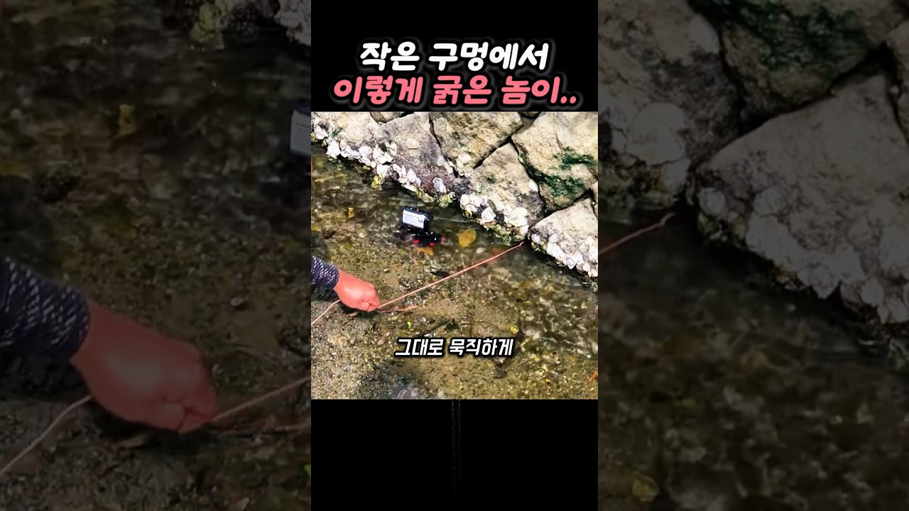 구멍치기 낚시로 잡은 팔뚝만 한 미터급 대물장어