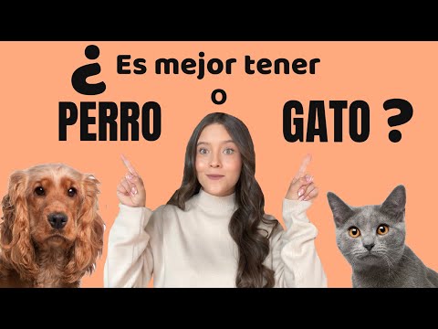 Video: ¿Qué debemos adoptar primero, un gato o un perro?