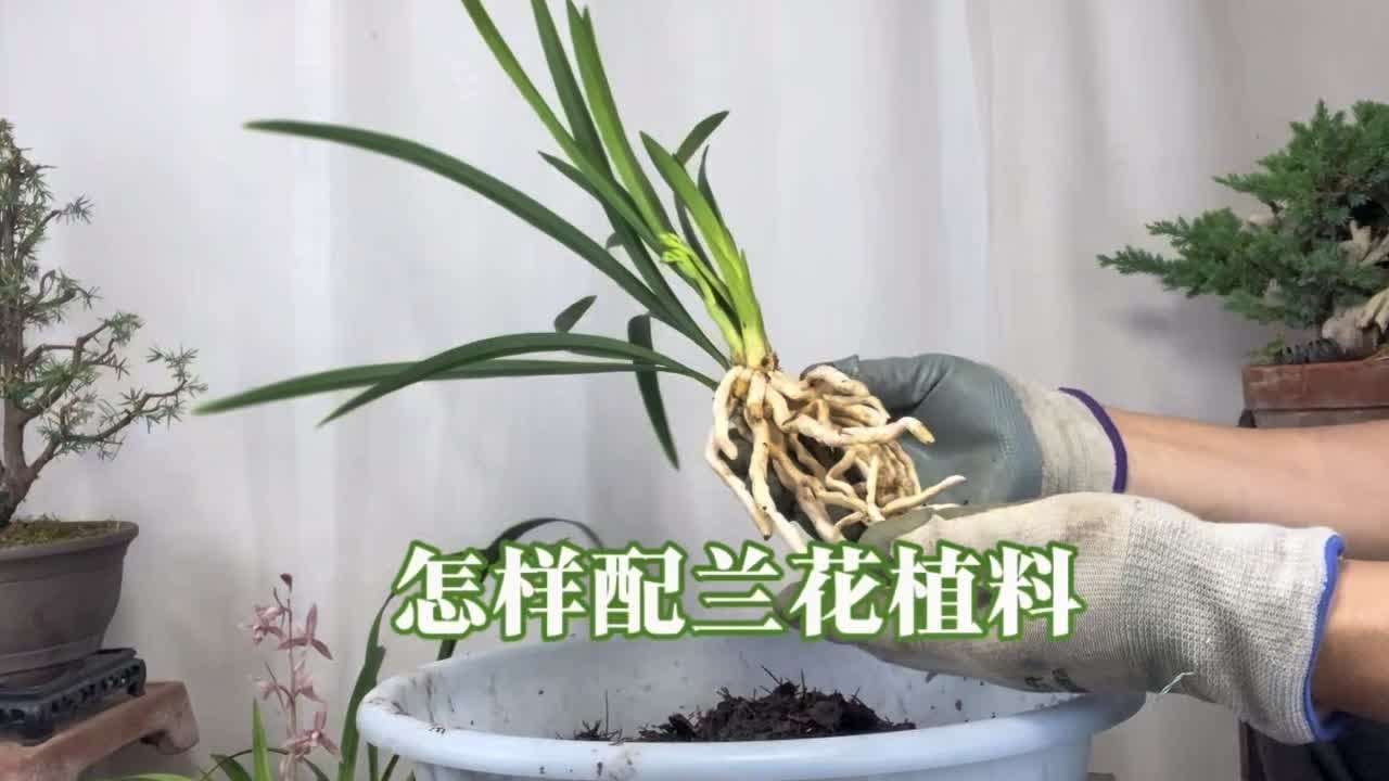 新手养兰花如何配植料？简单实用！赶紧看看 园艺师教你，兰花土配制的方法。
