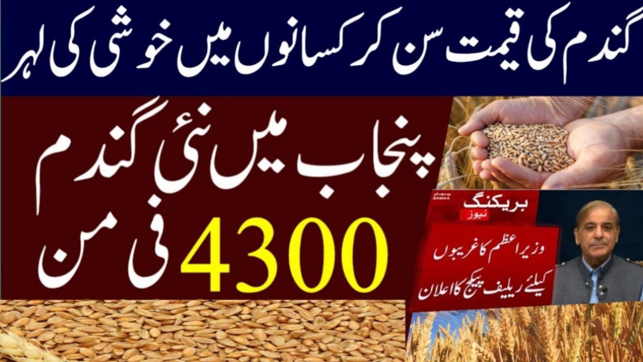Wheat price today in punjab | Makki price in punjab today | munji till ...