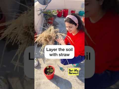 वीडियो: स्ट्रॉबेरी से बचाव - स्ट्राबेरी के पौधों को ठंढ से बचाने के टिप्स