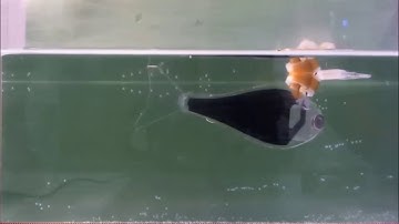 Biomimetic Underwater Robots Based on Dielectric Elastomer Actuators