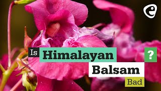 Is Himalayan Balsam Bad?