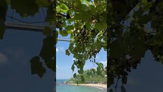 Doğal Dükkanı Tirebolu Ğadükkanı