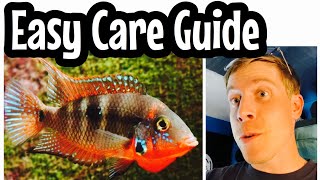 Firemouth Cichlid Care (Need to Know)