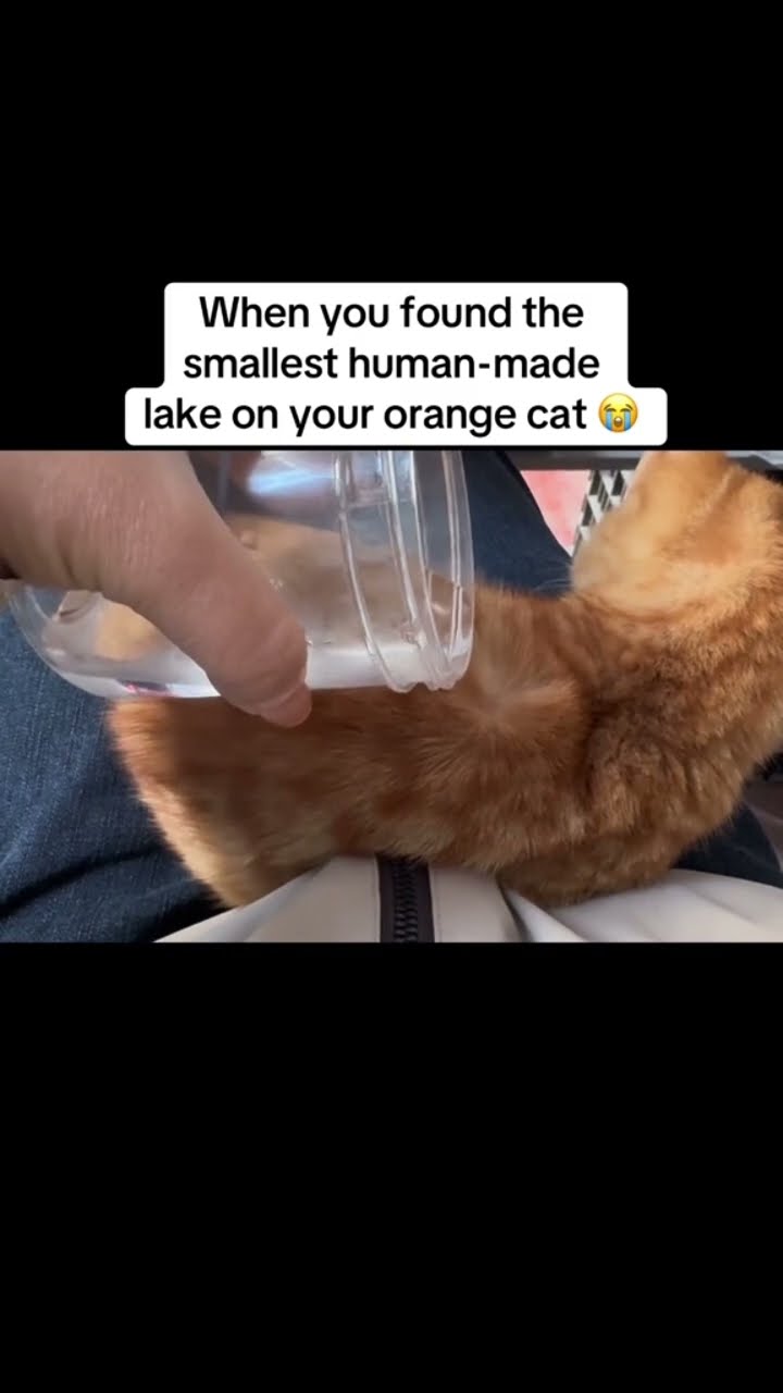 Kittyo put a lake on that said yeah it’s prvnci