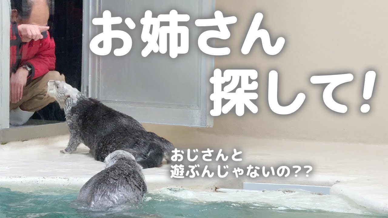 【鳥羽水族館】ラッコ🦦メイちゃんキラちゃん お姉さんとかくれんぼ対決！