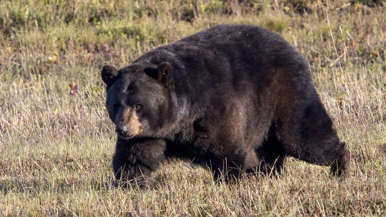 California Black Bears project (Zoology 2023) - YouTube