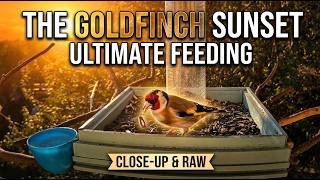 Goldfinch Feeding at Sunset – 15 Minutes of Calm Nature screenshot 4