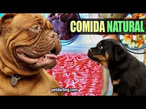 Como hacer comida para perros casera