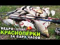 ПОПЛА ПОППЕР, красноперка ДУРЕЕТ и клюёт на каждом забросе / Рыбалка на Днепре