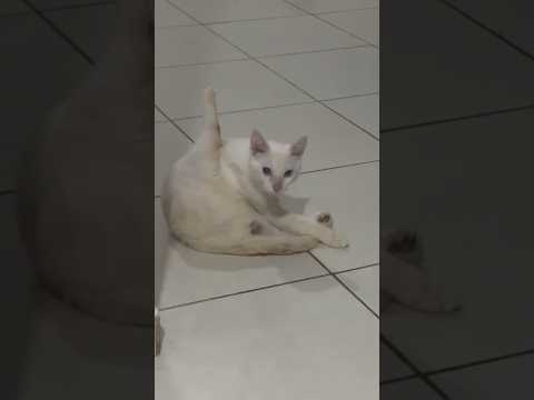 Soy gato y me lamo la cola