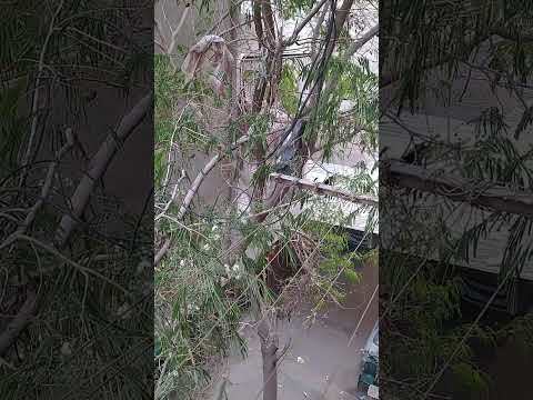 الله عليكي يا ستي شوفوا قالت ايه علي الواطي 