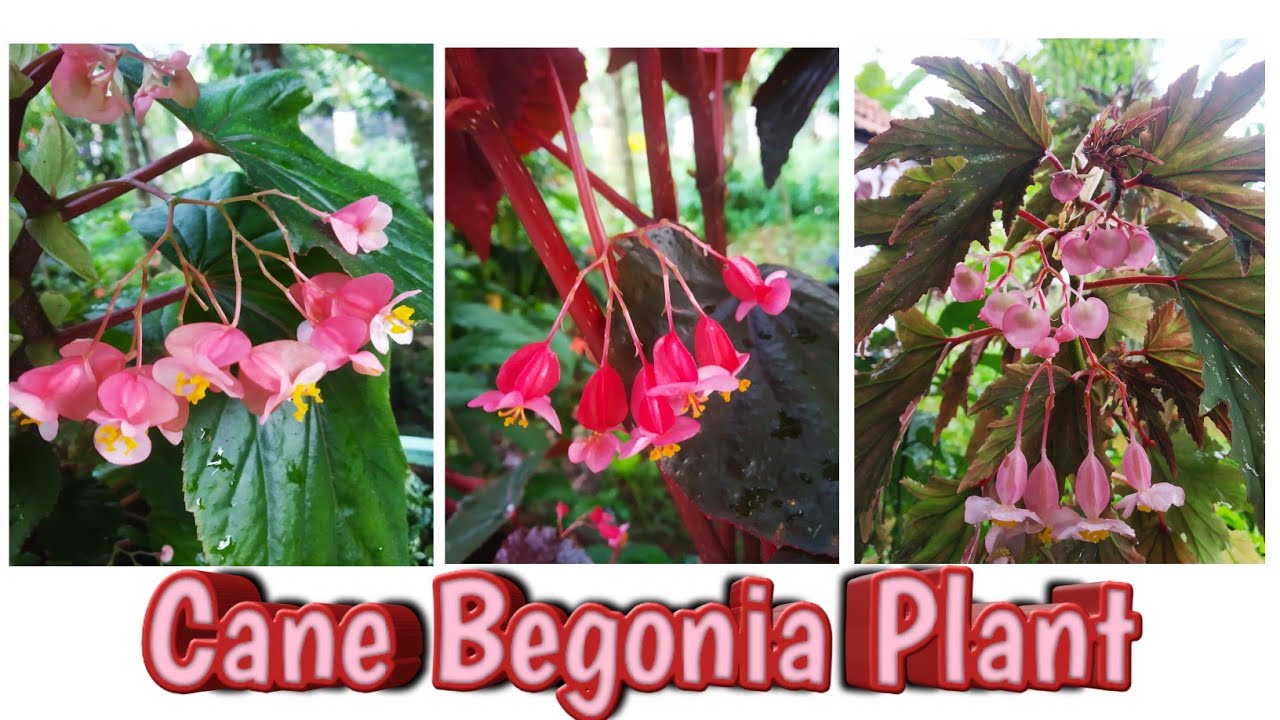 Cane begonia care propagation and potting method Angel wing begonia