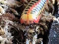 Crazy new Thai Species of Pill Millipede and their new setup!! Similar to Glomeris or Rhopalomeris?!