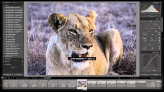 How to Retouch a Portrait ... of a Lion - Weekly Lightroom 4 Edit screenshot 2