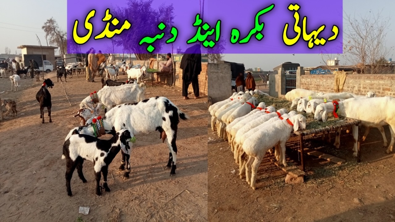 Village | دیہاتی بکرہ اینڈ دنبہ منڈی | DehaTi VeeR - YouTube
