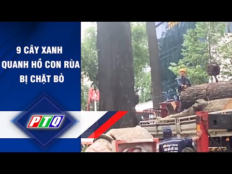 Video 9 cây xanh quanh hồ Con Rùa bị chặt bỏ | PTQ - youtube