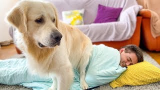 What does a Golden Retriever do when i sleep on the floor