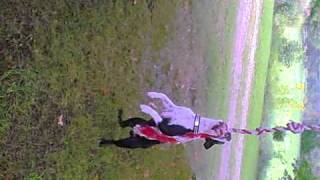 Boston Terrier Puppy Swings On A Rope