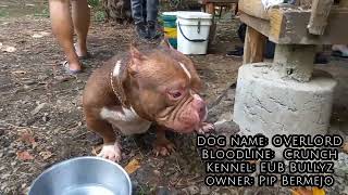 Batasan Bullies Trekking With Pbbr