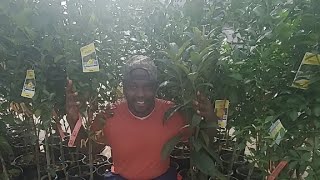 GARDEN ADDICTS ACT FAST!!!!! CLEARANCE FRUIT TREES AT LOWES NOVEMBER 9,2020
