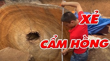 Hoảng hốt khi xẻ gỗ cẩm hồng siêu to | Gỗ Cẩm Hồng