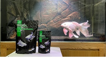 Unbox - review thức ăn cá dinh dưỡng dành riêng cho cá chép sư tử, phi tần