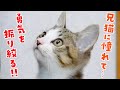 【感動】兄猫に憧れた子猫が勇気を振り絞って一歩踏み出した瞬間に涙…！