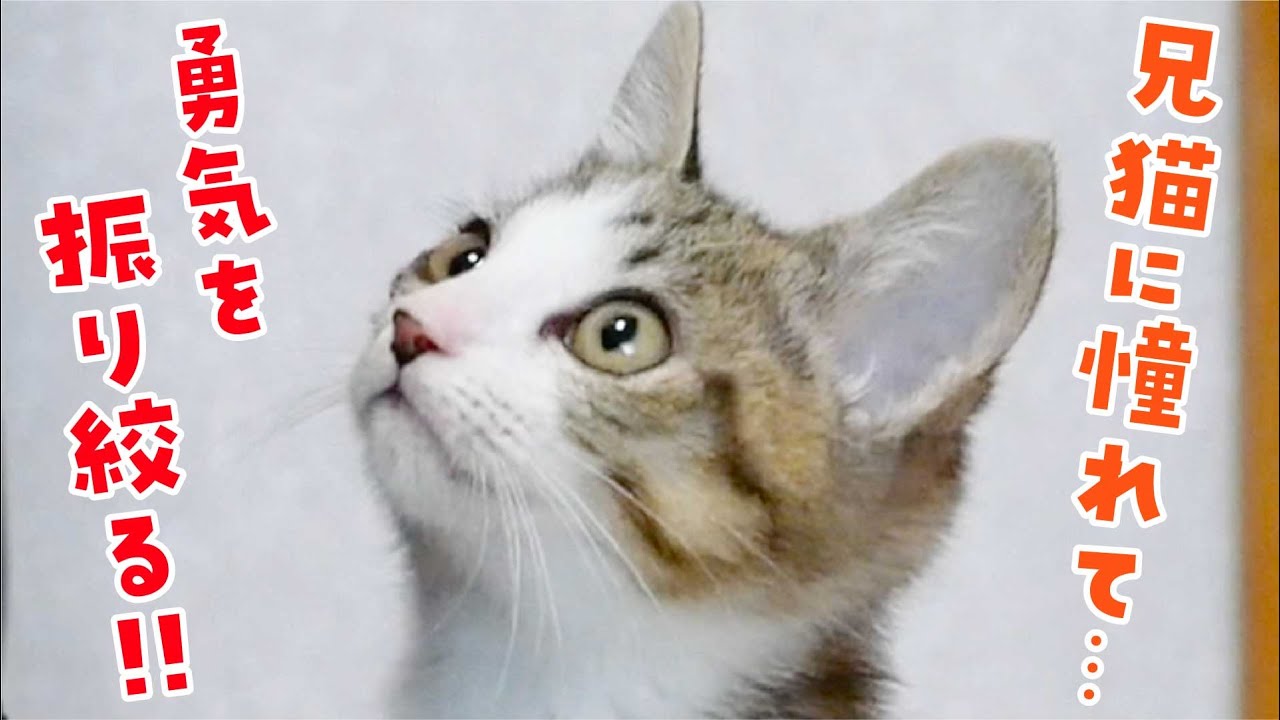 【感動】兄猫に憧れた子猫が勇気を振り絞って一歩踏み出した瞬間に涙…！