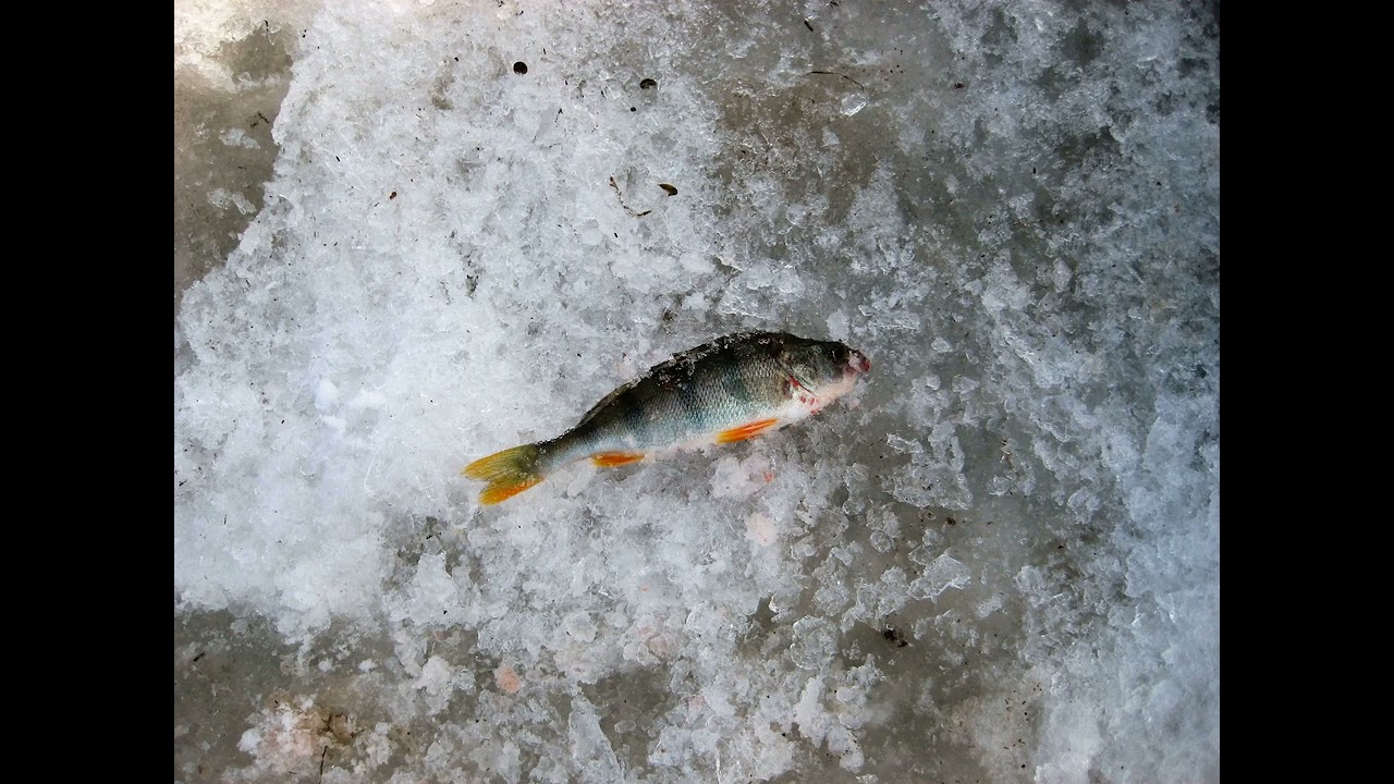 Газ 69 Дракон рыбалка 2013!