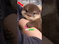 Otters Are Little Cutties 😍🥰 #otter #animals #facts #shorts