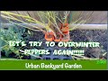 Cleaning Garden Beds &amp; Pulling Peppers to Overwinter | Urban Garden Ep 114 || Steffanie's Journey