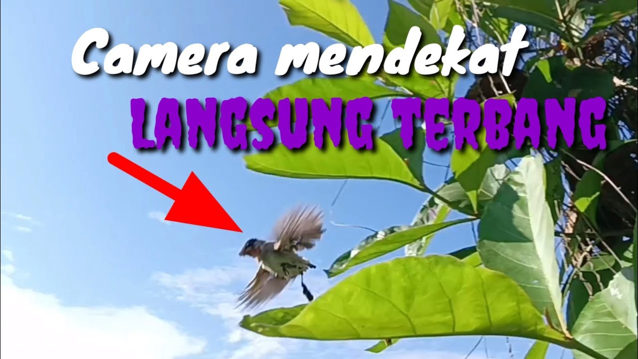 CIRI CIRI SUARA KUTILANG YANG ADA ANAKAN DAN SARANGNYA DI SEKITAR KITA