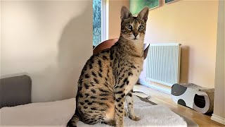 Living with a Savannah cat | Ep 52