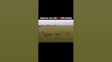 The greatest lion rescue in the history #viral #youtube #shorts #video