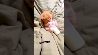 Cute Cat's Cozy Milk Time on the Comfy Bed!,adorable kitten nap time#foryou #cutecat#pets#cat #kitty