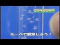ミラクルスター miracle star