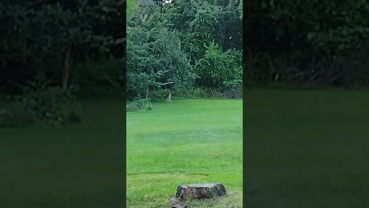 Crack cocaine! Dang Seckel pears! 