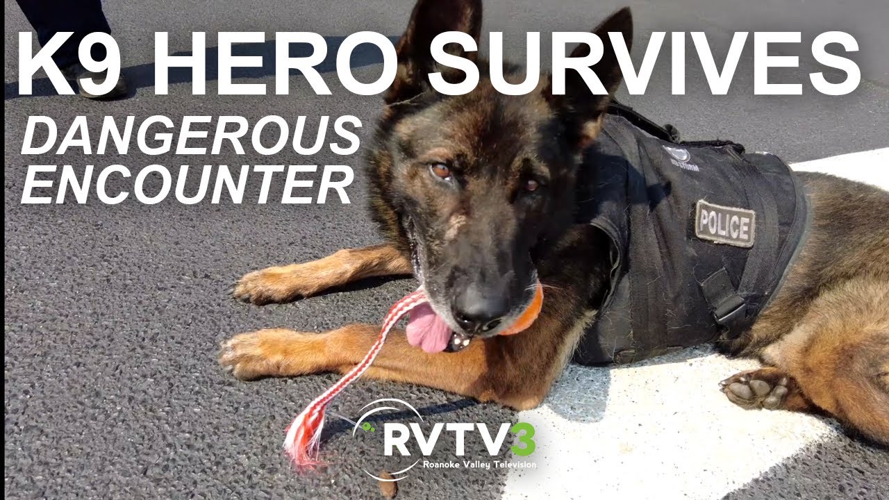 Are K9 Dogs Dangerous