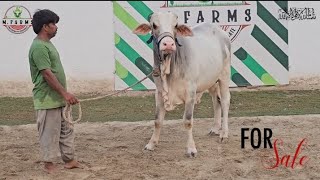 Kajla Gulabi Kacha Kheera New Entry For Sale Muhammad Farms