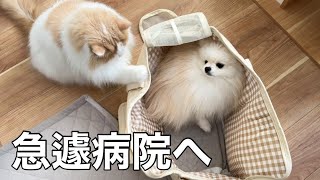 愛犬の様子がおかしくなり仕事を中断して急遽病院へ行ったら驚きのことを言われました。