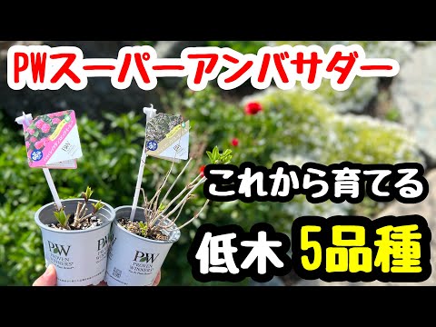 ◇PW [Shrub] Ambassador! Introducing the shrubs I'll be